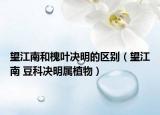 望江南和槐叶决明的区别（望江南 豆科决明属植物）