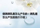 信鸽鸽乳是怎么产生的（鸽乳是怎么产生的简介介绍）