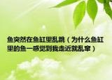 鱼突然在鱼缸里乱跳（为什么鱼缸里的鱼一感觉到我走近就乱窜）