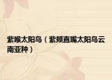 紫喉太阳鸟（紫颊直嘴太阳鸟云南亚种）
