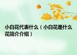 小白花代表什么（小白花是什么花简介介绍）