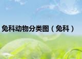 兔科动物分类图（兔科）