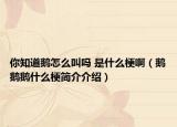 你知道鹅怎么叫吗 是什么梗啊（鹅鹅鹅什么梗简介介绍）