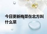 今日更新梅菜在北方叫什么菜