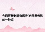 今日更新老鼠有哪些(仓鼠是老鼠的一种吗)