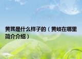 黄芪是什么样子的（黄岐在哪里简介介绍）