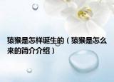 猿猴是怎样诞生的（猿猴是怎么来的简介介绍）