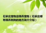 石家庄宠物店领养宠物（石家庄哪有领养狗狗的地方简介介绍）