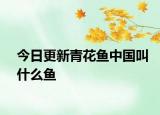 今日更新青花鱼中国叫什么鱼