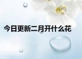 今日更新二月开什么花