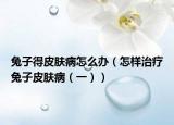 兔子得皮肤病怎么办（怎样治疗兔子皮肤病（一））