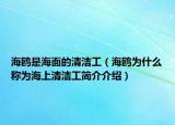 海鸥是海面的清洁工（海鸥为什么称为海上清洁工简介介绍）