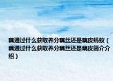 藕通过什么获取养分藕丝还是藕皮蚂蚁（藕通过什么获取养分藕丝还是藕皮简介介绍）