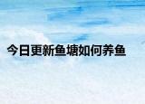 今日更新鱼塘如何养鱼