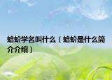 蛤蚧学名叫什么（蛤蚧是什么简介介绍）