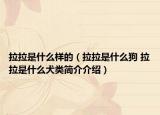 拉拉是什么样的（拉拉是什么狗 拉拉是什么犬类简介介绍）