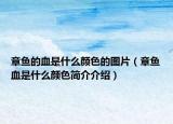 章鱼的血是什么颜色的图片（章鱼血是什么颜色简介介绍）
