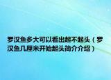 罗汉鱼多大可以看出起不起头（罗汉鱼几厘米开始起头简介介绍）
