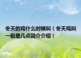 冬天的鸡什么时候叫（冬天鸡叫一般是几点简介介绍）