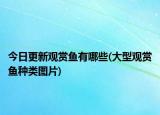 今日更新观赏鱼有哪些(大型观赏鱼种类图片)