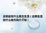 企鹅是在什么地方生活（企鹅生活在什么地方简介介绍）