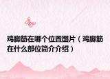鸡脚筋在哪个位置图片（鸡脚筋在什么部位简介介绍）