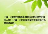 上海一小区野生貉泛滥:是什么让胆小的它们攻击人类?（上海一小区出现大量野生貉这是什么原因造成的）