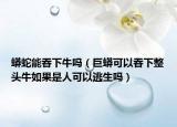蟒蛇能吞下牛吗（巨蟒可以吞下整头牛如果是人可以逃生吗）