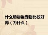 什么动物当宠物比较好养（为什么）