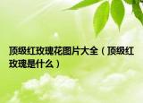 顶级红玫瑰花图片大全（顶级红玫瑰是什么）