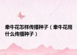 牵牛花怎样传播种子（牵牛花用什么传播种子）