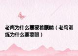老鹰为什么要蒙着眼睛（老鹰训练为什么要蒙眼）