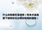 什么动物喜欢滑滑梯（牧羊犬滑滑板下楼梯你见过哪些聪明的宠物）