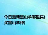 今日更新黑山羊哪里买(买黑山羊种)