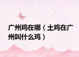 广州鸡在哪（土鸡在广州叫什么鸡）