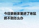 今日更新家里进了老鼠抓不到怎么办