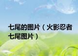 七尾的图片（火影忍者七尾图片）