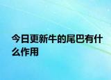 今日更新牛的尾巴有什么作用