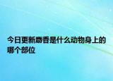 今日更新麝香是什么动物身上的哪个部位