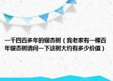 一千四百多年的银杏树（我老家有一棵百年银杏树请问一下这树大约有多少价值）