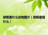 胡姬是什么动物图片（胡姬是指什么）