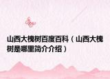山西大槐树百度百科（山西大槐树是哪里简介介绍）