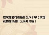 玫瑰花的花语是什么八个字（玫瑰花的花语是什么简介介绍）