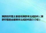 狮群的狩猎主要是有狮群来完成的吗（狮群狩猎是由雄狮来完成的吗简介介绍）