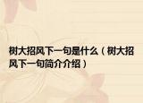 树大招风下一句是什么（树大招风下一句简介介绍）