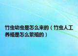竹虫幼虫是怎么来的（竹虫人工养殖是怎么繁殖的）