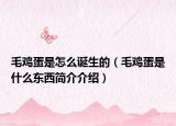 毛鸡蛋是怎么诞生的（毛鸡蛋是什么东西简介介绍）