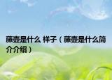藤壶是什么 样子（藤壶是什么简介介绍）