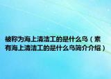被称为海上清洁工的是什么鸟（素有海上清洁工的是什么鸟简介介绍）