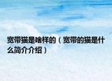 宽带猫是啥样的（宽带的猫是什么简介介绍）